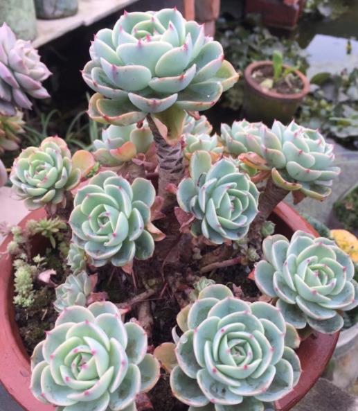 植萌|养玉蝶，做好6点，一样能爆盆，变成老桩状态