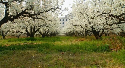 交易 民间故事：三书生游梨园，一个貌美女子引发命案，最终两书生丢命