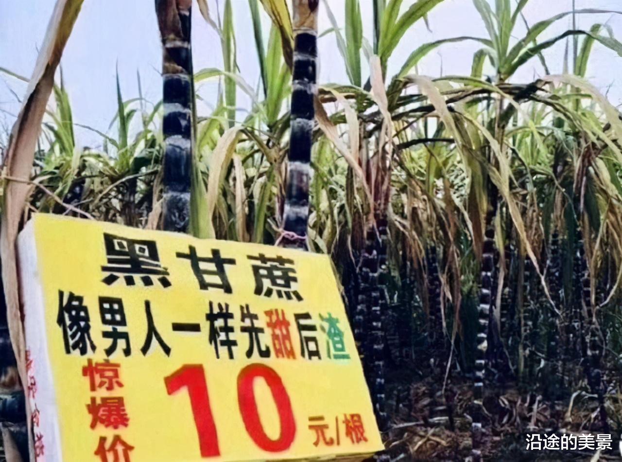 女孩|兄弟们都说红短裤的女孩最漂亮，可我还是坚定地选择了第三个妹子