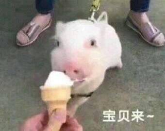 宋茜|表情包：难过的话我可以把你吃了