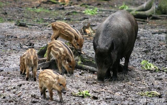 植物塑造的人类史 野猪对气候变暖的影响超过百万辆汽车？牛屁是温室效应的“帮凶”？
