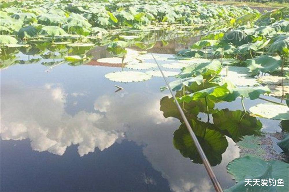 明水|夏季钓鱼不钓草？在有水草的地方钓鱼，钓位选择一定别任性！