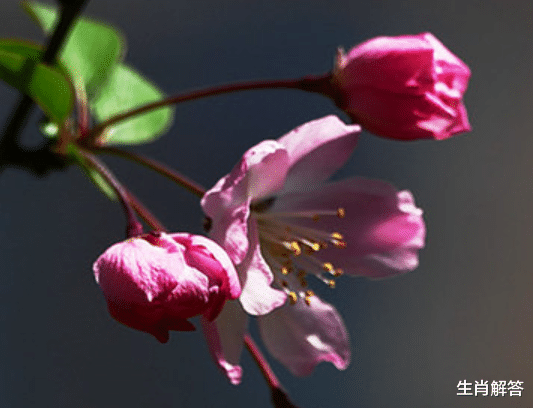 生肖解答|8月底，旧爱难舍，满心期盼，重温旧梦，3生肖再续情缘，初心不变