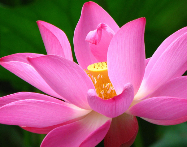 星临天下|未来一周，4属相福气临门，工作进步，生活越来越轻松