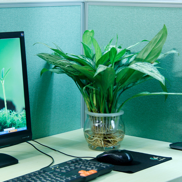 家中卧室万万要放上这几样东西,有钱人都知道,难怪越住越有钱