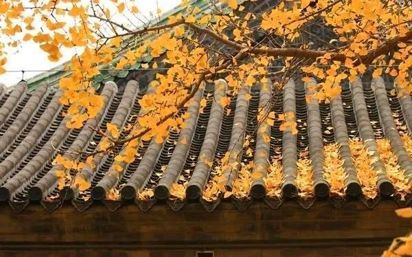 A股 9月7日 八月初一 白露节气，十二生肖运势与注意事项