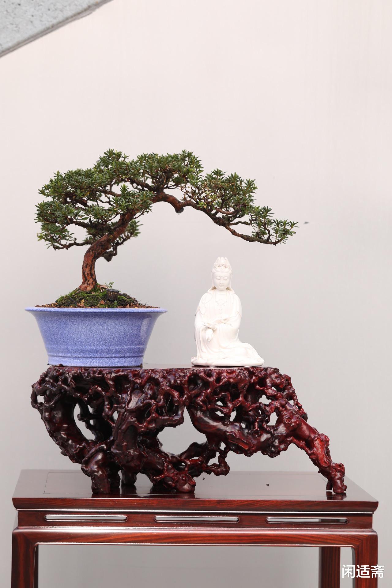 根雕|古雅空灵，小叶紫檀，超大根雕赏几，文人雅室清赏摆件