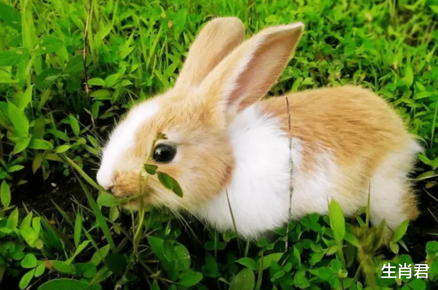 属兔|职场中属兔人能说会道，初入职场就和同事打成一片，收获职场友情