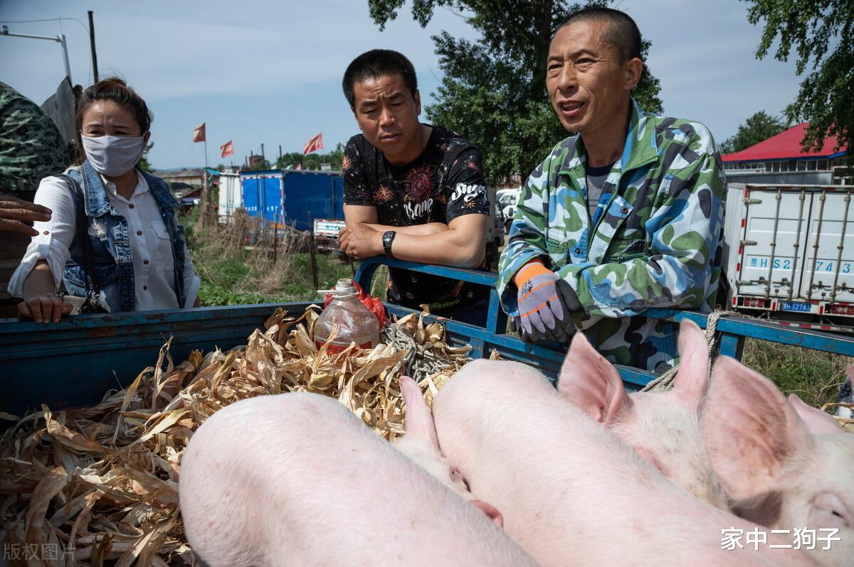 生猪价格 猪价大跌36%,肉价降幅超13元,牛羊肉也岌岌可危,到底咋回事?