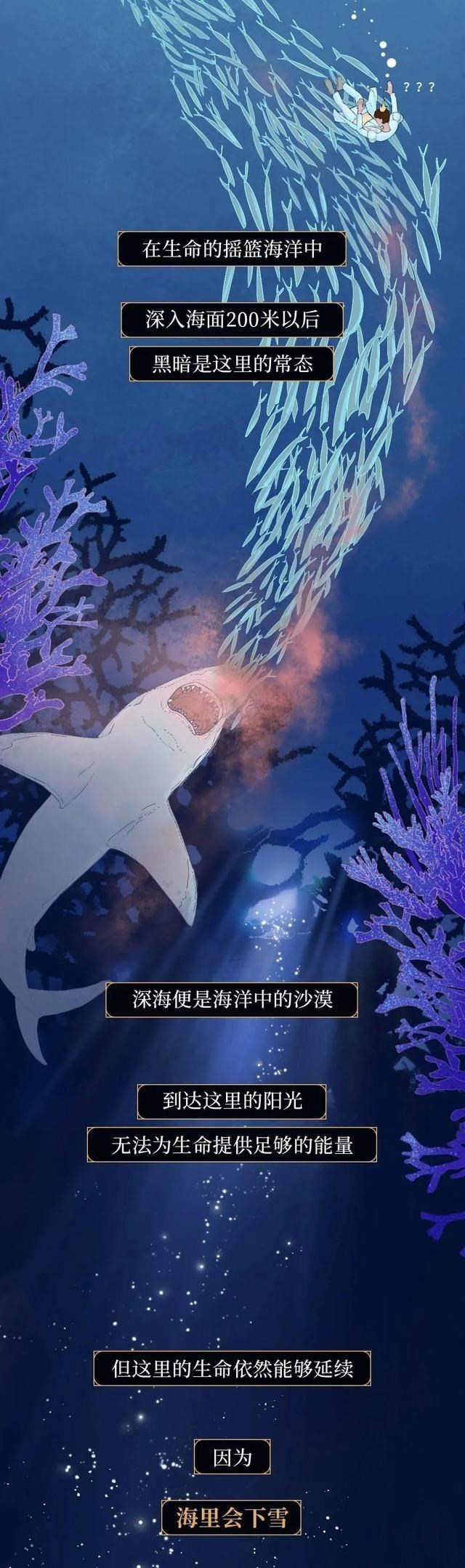 鲸鱼 何为“一鲸落，万物生”？一组漫画科普，鲸鱼死亡后会经历什么？