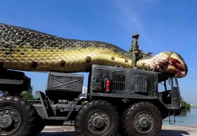 世界上最大的蛇有多大？當初被捕的桂花蟒，打破瞭吉尼斯世界紀錄-圖5