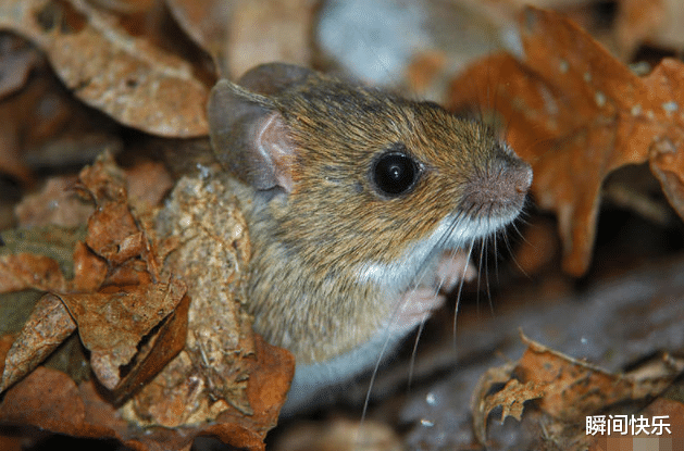 生肖|家中若有这3生肖，2021年鲤跃龙门，事业顺遂，财星高照收入倍增