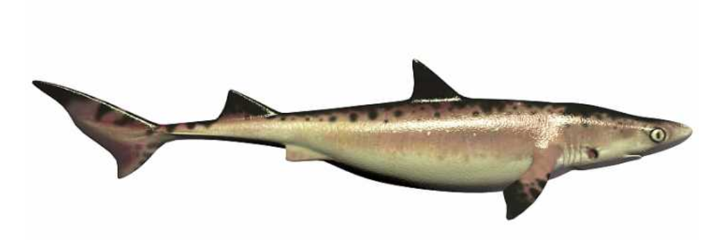 蚊子 鲨鱼进化之悲歌：被其他霸主欺负亿万年的感觉，你们人类不会懂的