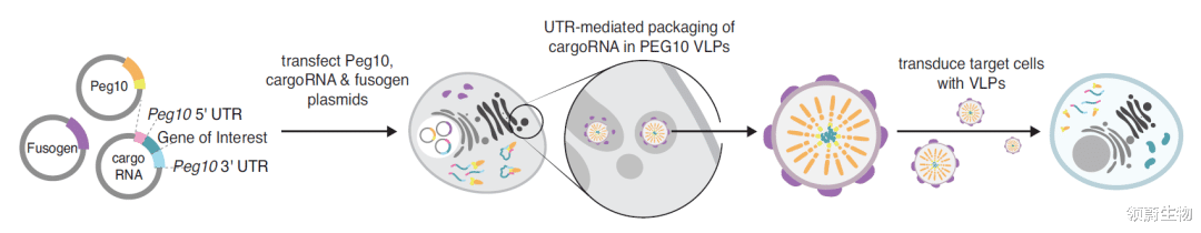 张锋 Science：张锋发明新mRNA递送技术，改造自人体逆转录病毒样蛋白