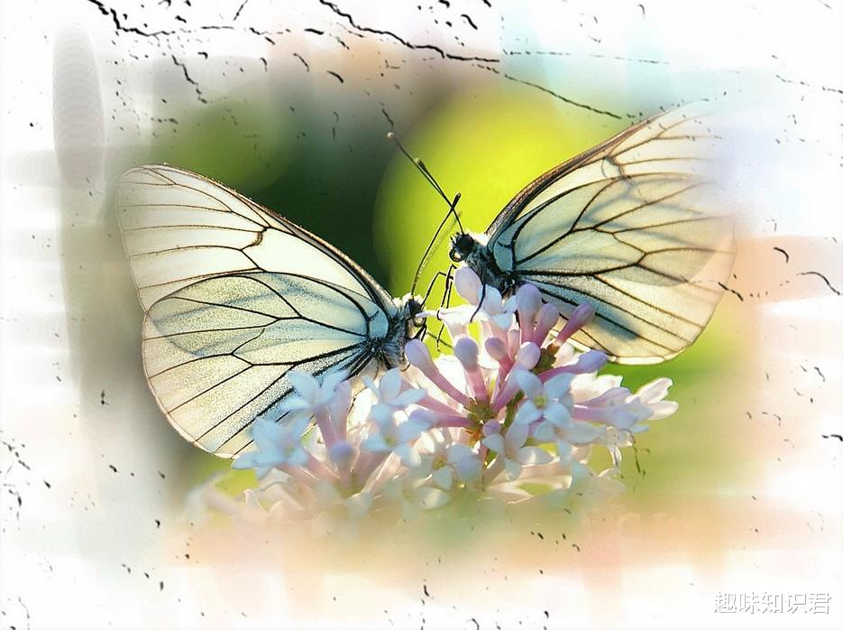 汽车 涨知识：8条稀奇古怪的冷门小知识，你知道多少呢？