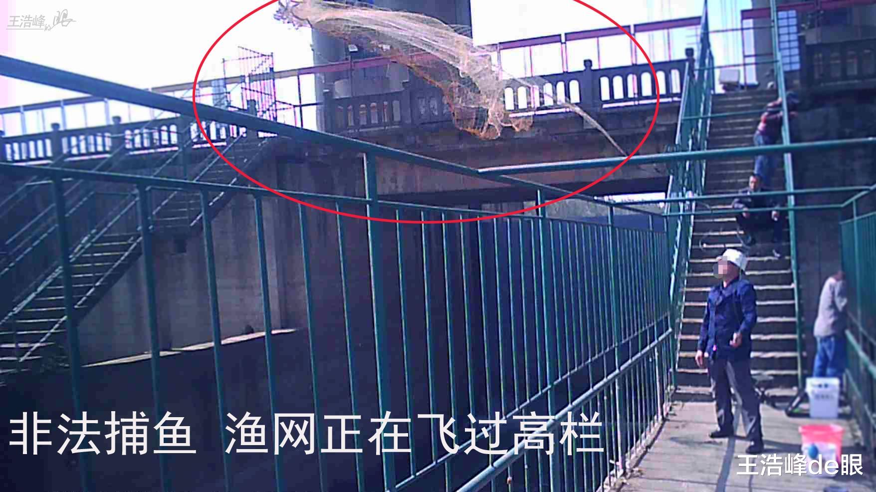 饵料|禁捕鱼咋禁的？湖北孝感河中下满网空中网直飞