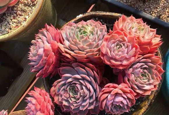 说说家装那点事儿|花最少的钱，买最便宜的多肉，专挑二手多肉，也可以养得很好