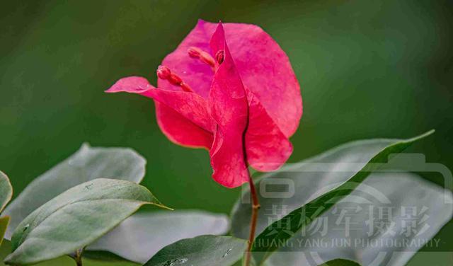 心慢慢疼慢慢冷 绿叶中红艳别致的三角梅花，南方常见的花卉娇媚多姿，花开亮丽