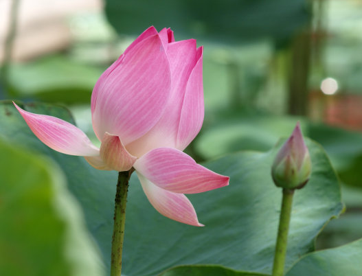 星临天下|8月底吉星关照,4属相贵人相助,事业进步,富贵盈门