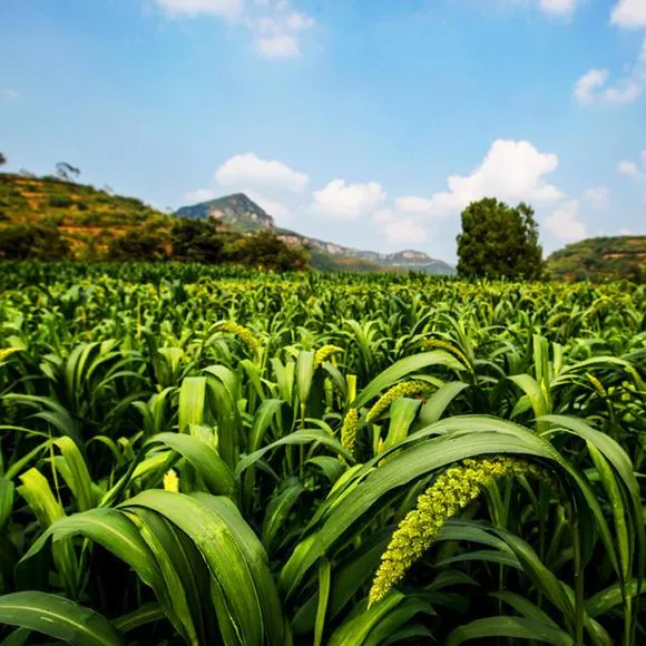 经贸视点 太行明珠方便小米粥之源——粟的故事