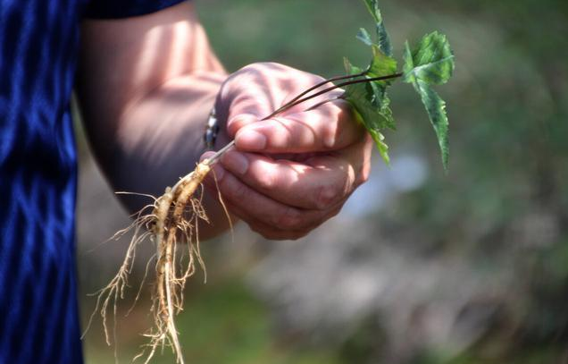 |三味药，激活四肢阳气，阳气一通，关节不痛，收藏起来