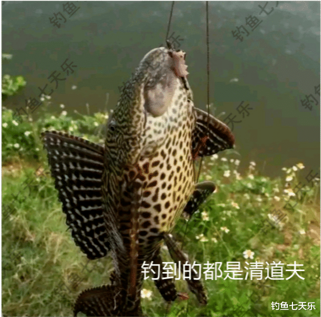 福建省|福建九龙江“清道夫”泛滥，钓鱼人半天钓了几十条！有人拿去烤了吃