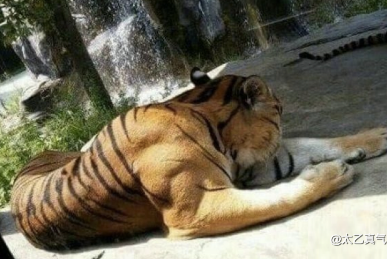 太乙真气 进村东北虎的萌爪一拍车窗破碎，老虎一掌有1000公斤力，武松打虎是假的还是有科学依据？