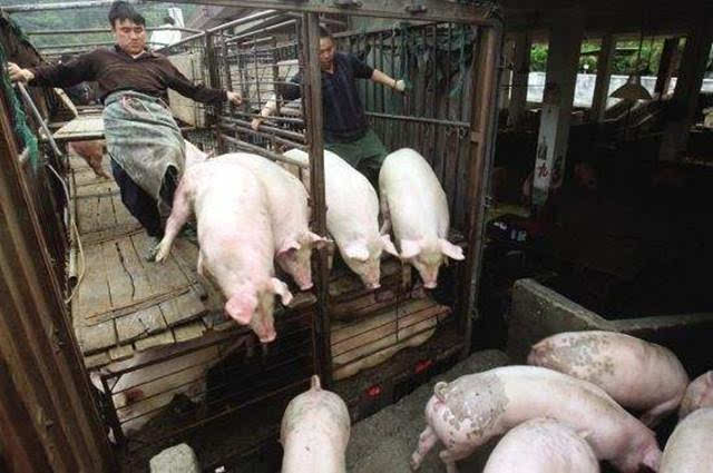 生猪价格 养好猪是基础,卖好猪才能赚到钱,我们要怎样才能卖上好价钱呢