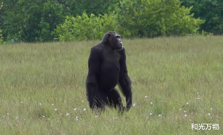 科学家 黑猩猩首次杀害银背大猩猩，还吃掉一只，科学家：或气候暖化引发！