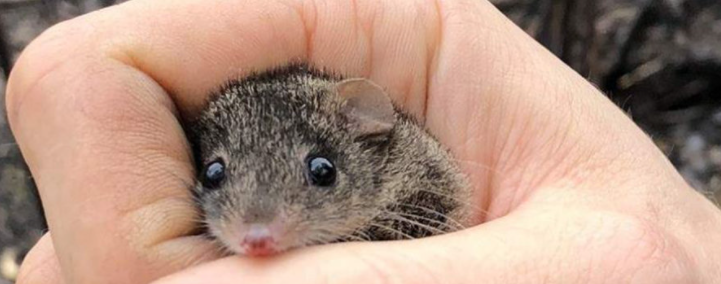 哺乳动物 自然界里，交尾时间最长的动物是谁？人类能和它们一样吗？