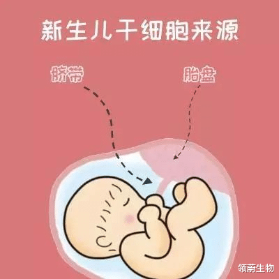 NASA 脐带、胎盘来源的干细胞为什么不用配型？