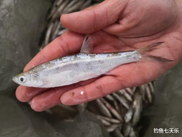 四川省|渔获量不得超5斤，双钩调钓或成历史！“四川版”垂钓指导意见来了