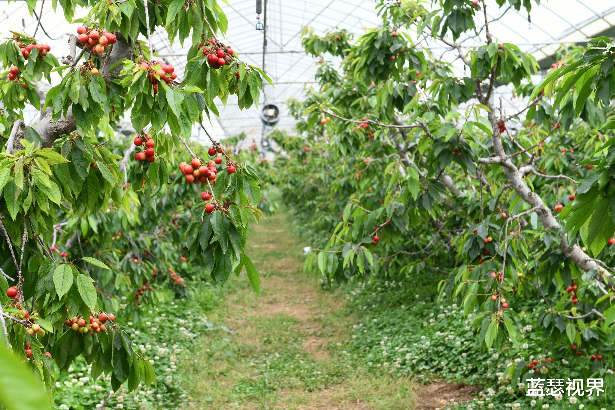 蓝瑟视界 陕西铜川大樱桃 夏日艳阳的味道 采摘攻略收好了