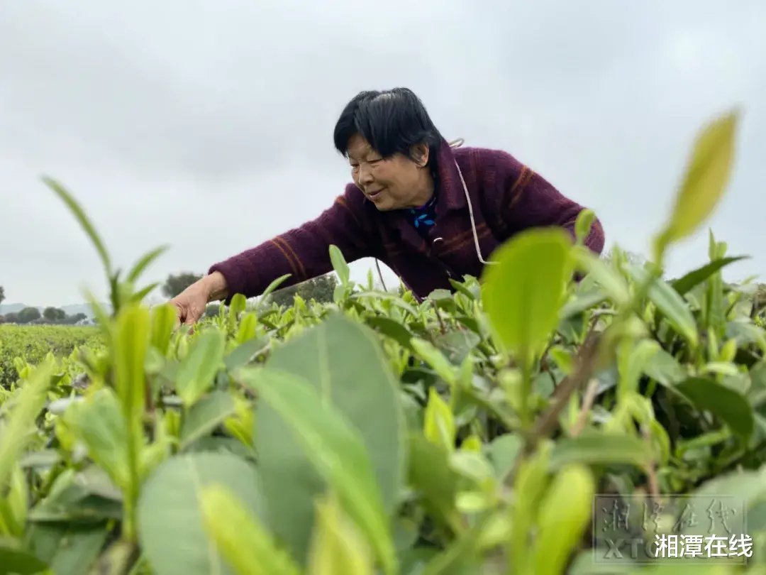湘潭在线 湘潭这位81岁老人能挑百斤担、从未吃过药!怎么做到的?