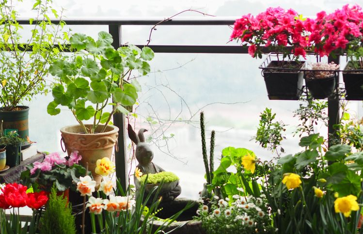 7㎡小阳台，改造成19楼的空中小花园，天天宅在家不想出门了