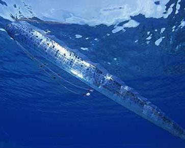 珊瑚 海洋的深处到底有什么