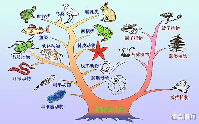 科学家用老鼠模拟人类，为它们创造了“天堂”，谁料560天后却灭亡了