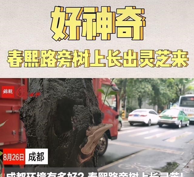 奶豆说育儿|好稀奇!成都春熙路树上长灵芝 成都的生态环境,到底有多好?