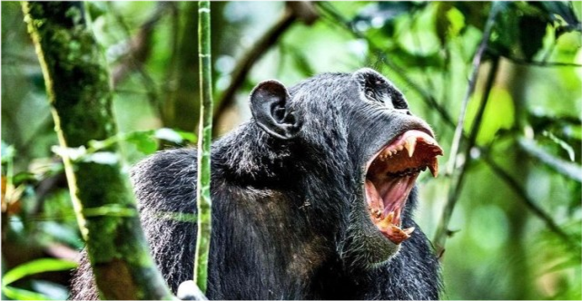 黑猩猩 一场为期4年的猩猩大战，它们用战争告诉人类，人和动物没区别