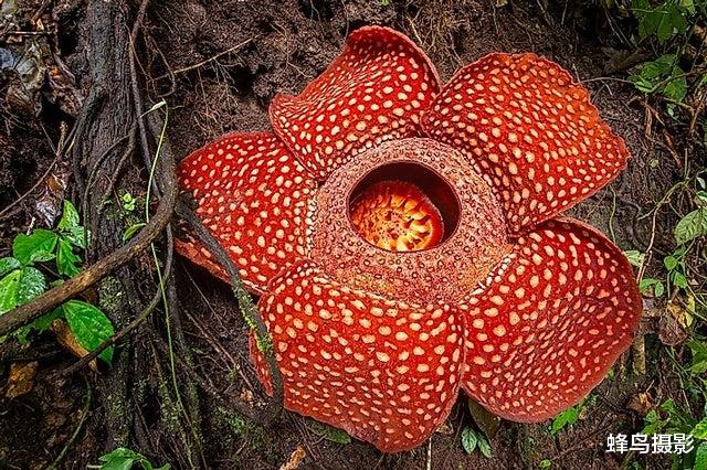  25张活久未见的照片，炸弹在几公里外爆炸，冲击波几秒钟就到眼前