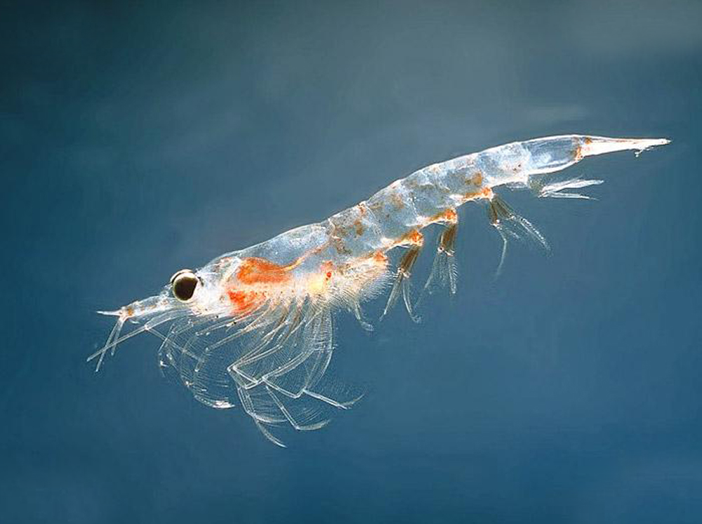 南极 南极发现“人类食品库”！估计有5亿吨，为何不需要担心被吃光