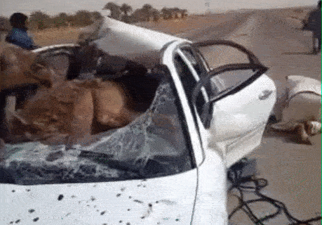 歪骆驼|“事实证明迎着阳光开车，离天堂最近，太危险了”