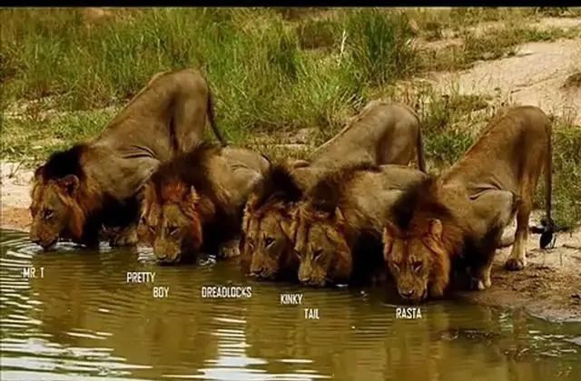 狮子 动物交配六亲不认，那流浪雄狮长大以后，还认识自己的母亲吗？