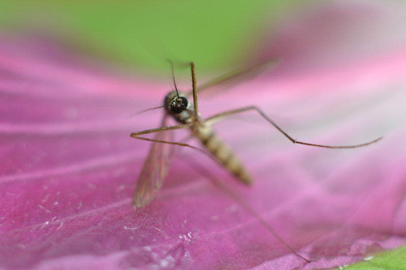 神逗奶爸|户外活动时，如何科学地让蚊子都去咬爸爸？妈妈真是用心良苦啊
