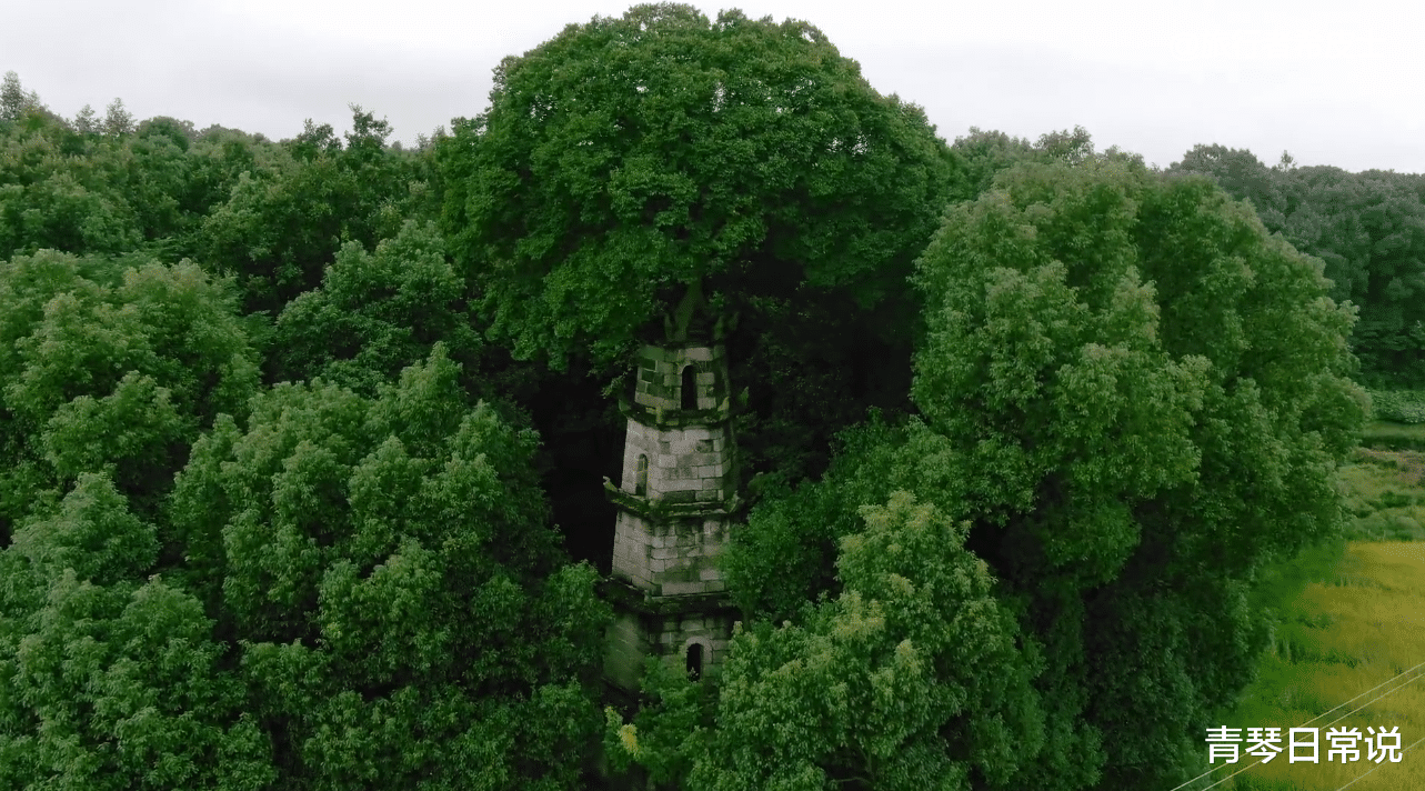 青琴日常说 湖南这个神奇的“塔顶树”,外面看不到根须,内部别有洞天