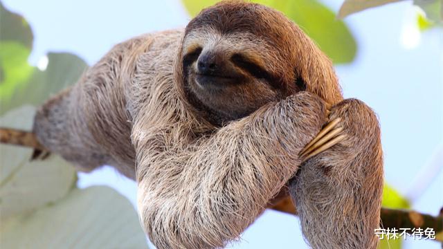 容易受到质疑,但经过验证真实存在的22个猎奇冷知识