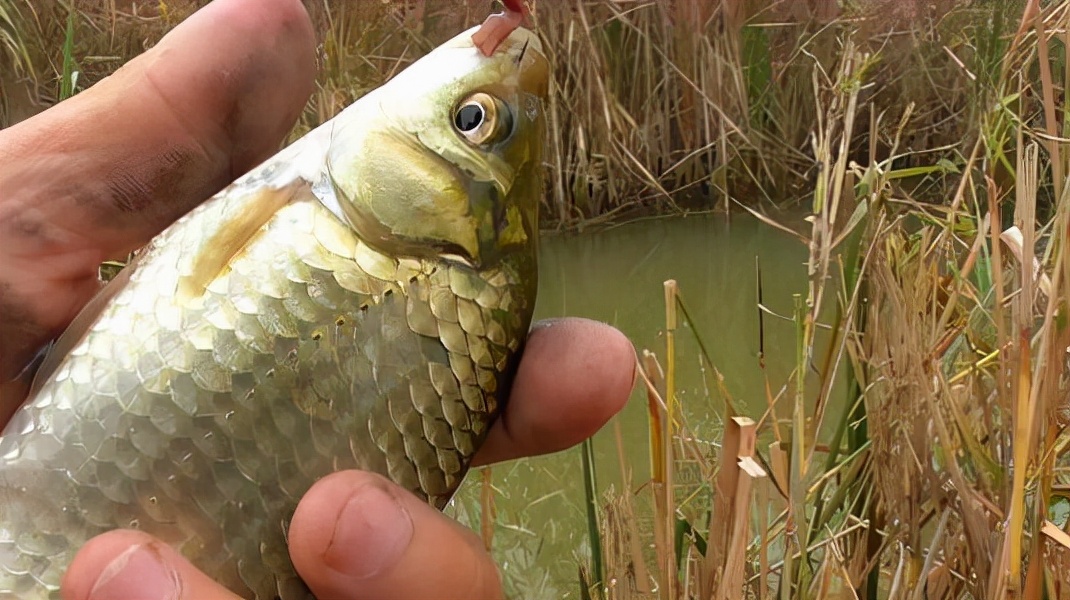 |总说灵活调钓，到底怎么做，才叫做灵活调漂