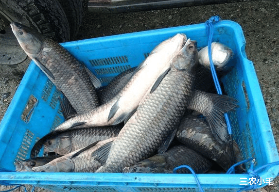 长江|备受钓鱼人青睐的“鱼王”，味道鲜美却凶悍无比，运气好才能钓到