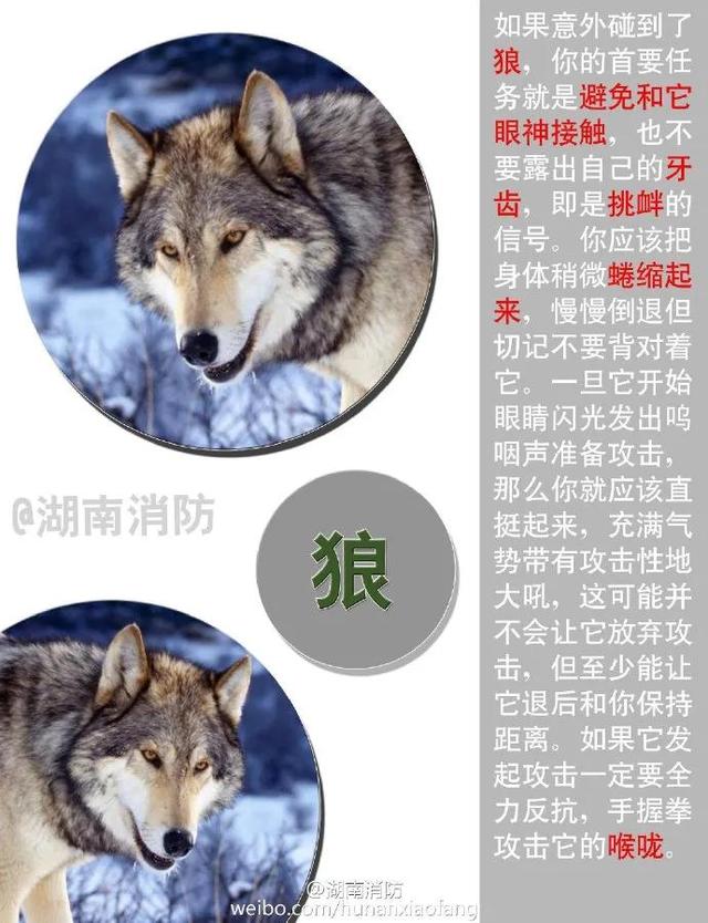 安徽共青团 小心!虎出没!