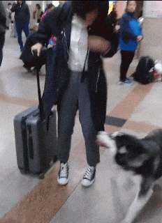 书尽心生|搞笑GIF：二哈见到了出差半个月的主人，贼激动了